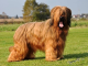 Briard - Ch.Especially For You des Plaines de Brotonne 